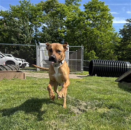 DECKER, an adoptable Pit Bull Terrier in Center Township, PA