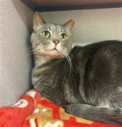 YUKON, an adoptable Domestic Short Hair in Center Township, PA