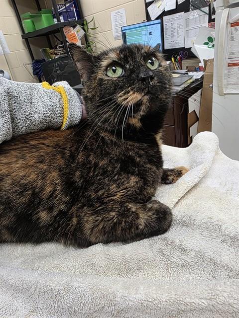 BARBIE, an adoptable Domestic Short Hair in Center Township, PA