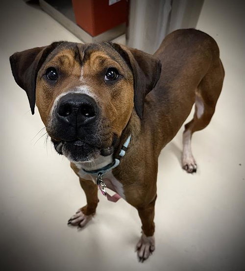 PONYBOY, an adoptable Treeing Walker Coonhound in Center Township, PA