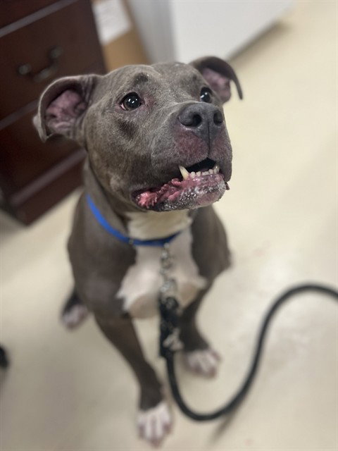 SAVVY, an adoptable Pit Bull Terrier in Center Township, PA