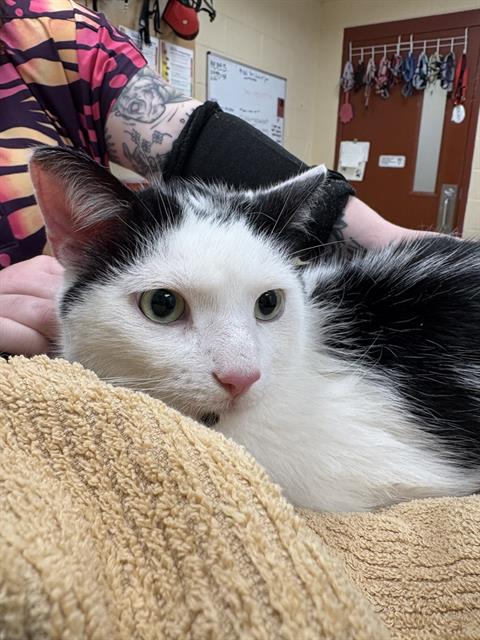 DOBBY, an adoptable Domestic Short Hair in Center Township, PA