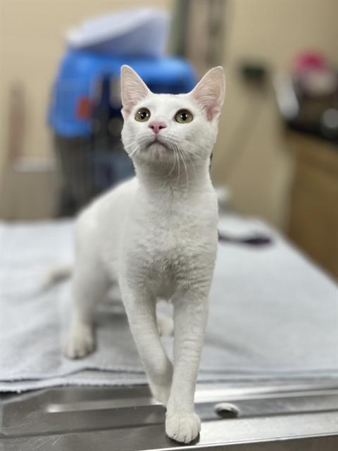 DR. DRE, an adoptable Domestic Short Hair in Center Township, PA