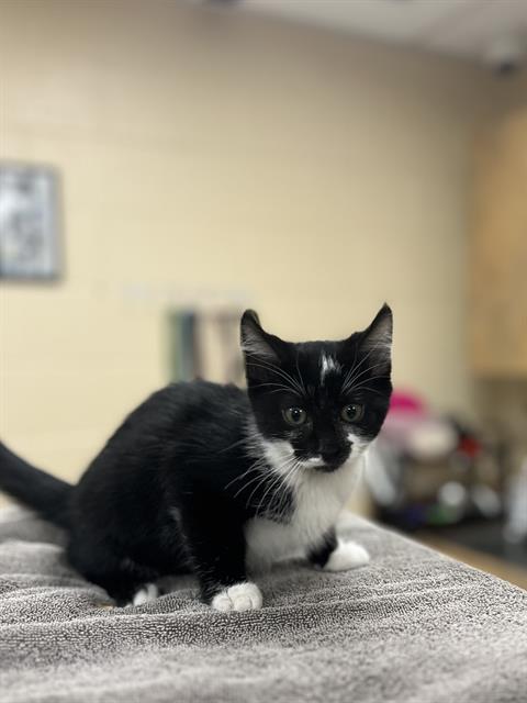 FLOWER, an adoptable Domestic Short Hair in Center Township, PA