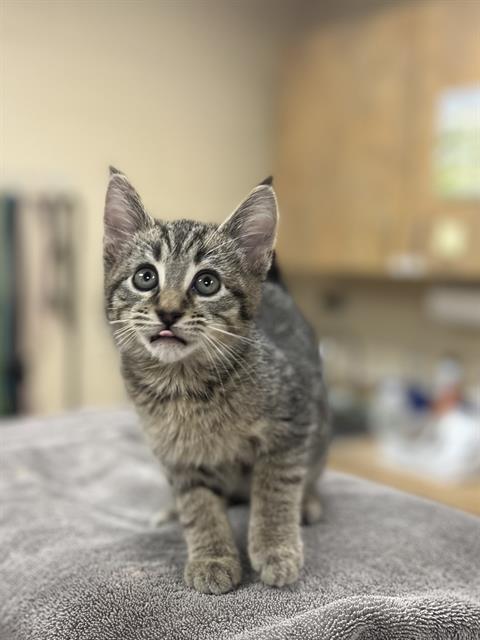 HEFFALUMP, an adoptable Domestic Short Hair in Center Township, PA