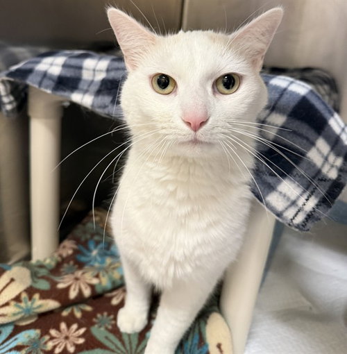 OKARUN, Adult Domestic Short Hair (medium coat), cat for adoption in Aliquippa, Pennsylvania