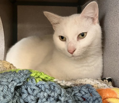 picture of the cat needing adoption