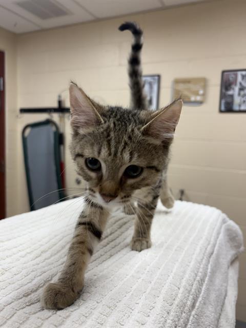 MOONWIND, an adoptable Domestic Short Hair in Center Township, PA
