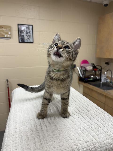 PIXAR, an adoptable Domestic Short Hair in Center Township, PA