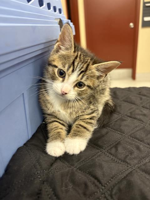 STERLING, an adoptable Domestic Short Hair in Center Township, PA