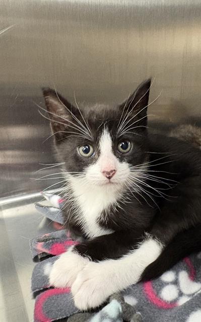 BOND, an adoptable Domestic Short Hair in Center Township, PA