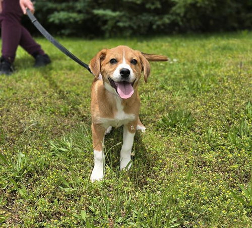 BELLE, an adoptable Australian Shepherd in Center Township, PA