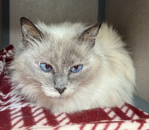 LOVE, Adult Domestic Medium Hair (medium coat), cat for adoption in Youngstown, Ohio