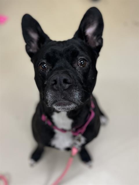 NYLA