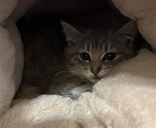 KELLY, Baby Domestic Short Hair (medium coat), cat for adoption in Aliquippa, Pennsylvania