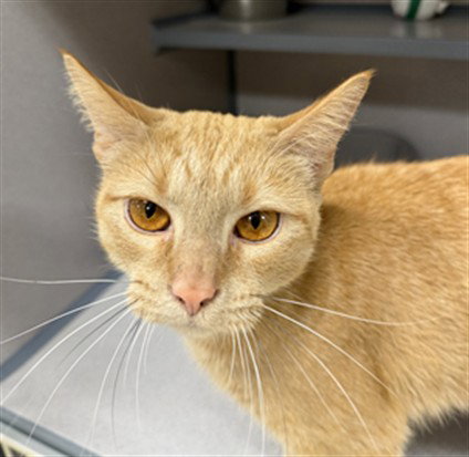 ARIEL, Adult Domestic Short Hair (medium coat), cat for adoption in Aliquippa, Pennsylvania