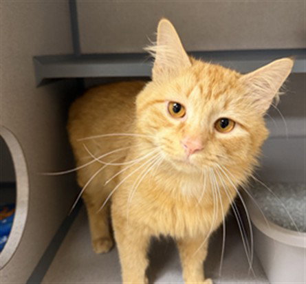 SEBASTIAN, an adoptable Domestic Medium Hair in Center Township, PA