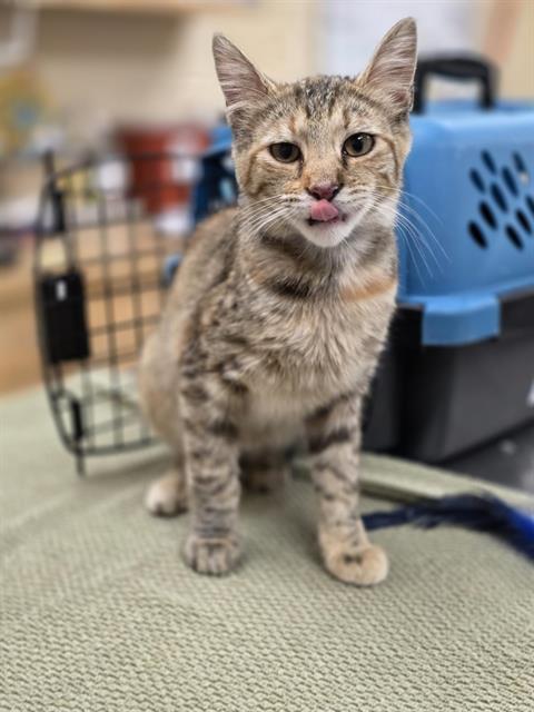 CLAWDINE