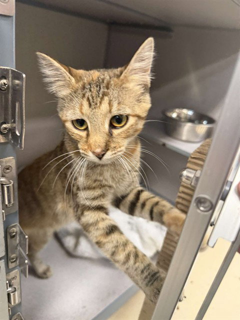 CLAWDINE, Young Domestic Short Hair (medium coat), cat for adoption in Pittsburgh, Pennsylvania
