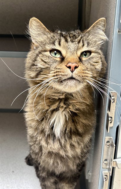 BABY BOY, Senior Domestic Short Hair (medium coat), cat for adoption in Aliquippa, Pennsylvania