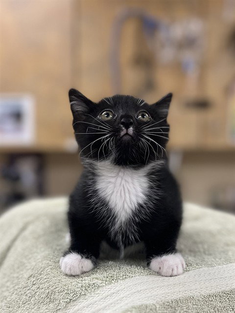 PANDY PAWS
