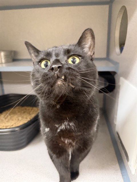 BEEF BOY, Adult Domestic Short Hair (medium coat), cat for adoption in Aliquippa, Pennsylvania