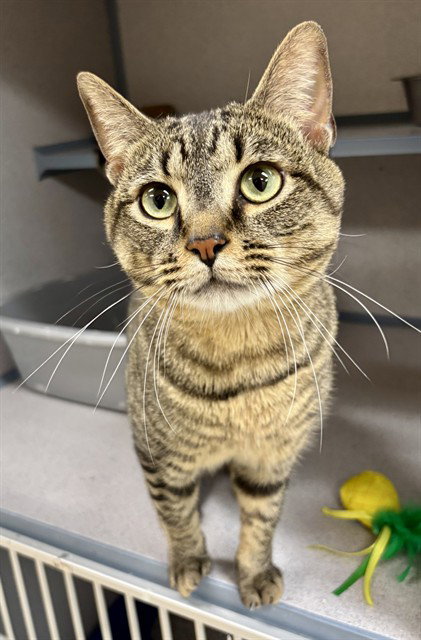 JACK RABBIT, Adult Domestic Short Hair (medium coat), cat for adoption in Aliquippa, Pennsylvania