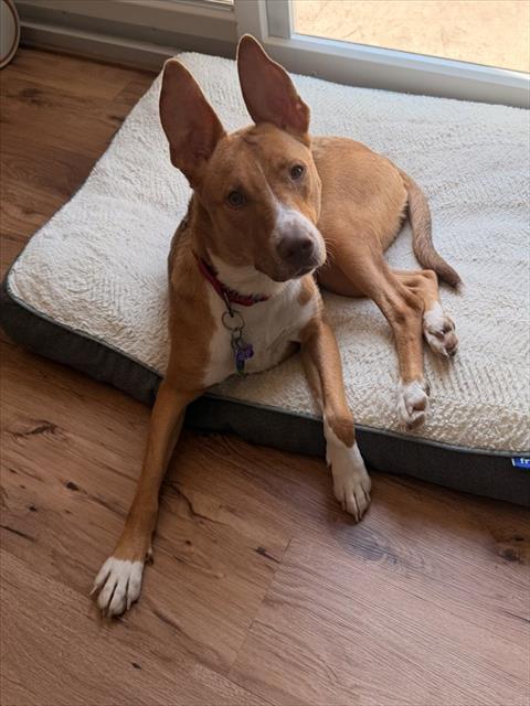 PENELOPE