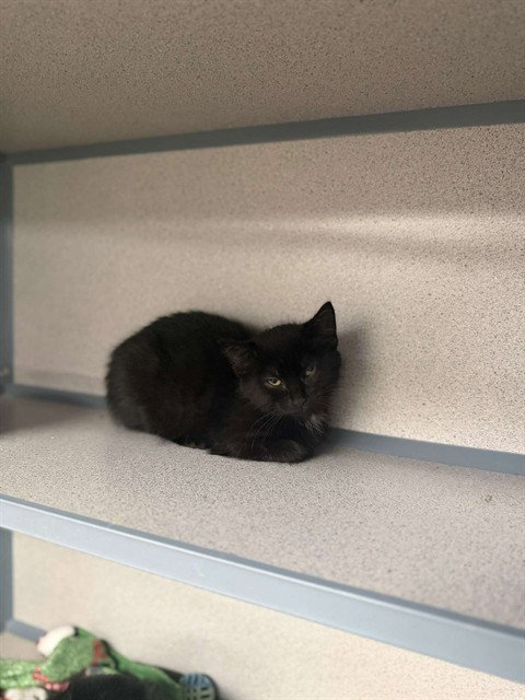 BISHOP, Baby Domestic Short Hair (medium coat), cat for adoption in Pittsburgh, Pennsylvania