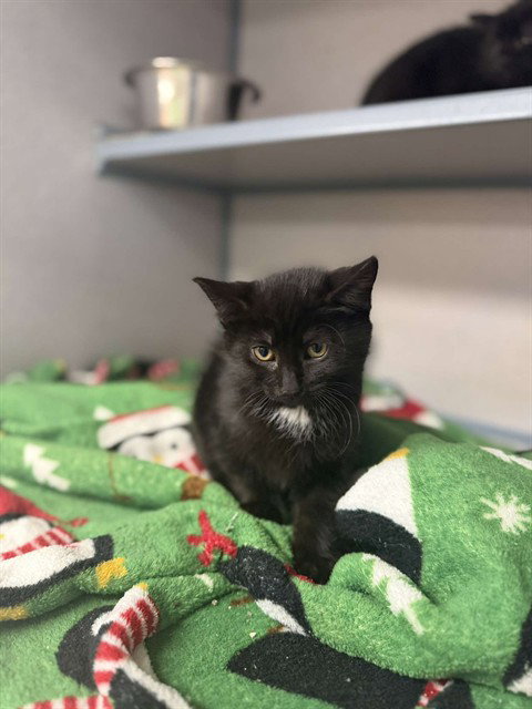 QUEEN, Baby Domestic Short Hair (medium coat), cat for adoption in Pittsburgh, Pennsylvania