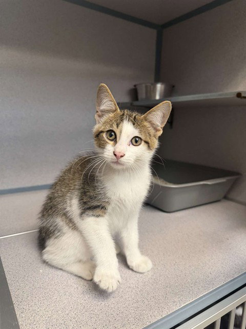BALBOA, Baby Domestic Short Hair (medium coat), cat for adoption in Pittsburgh, Pennsylvania