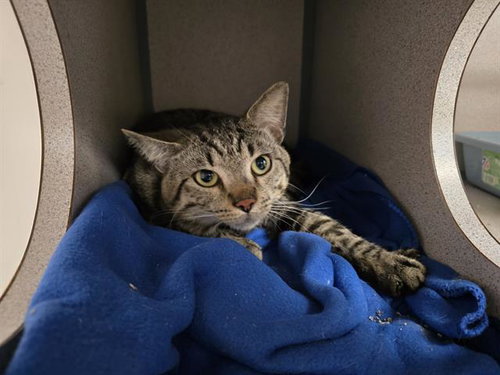 CAT BURGLAR, Adult Domestic Short Hair (medium coat), cat for adoption in Aliquippa, Pennsylvania