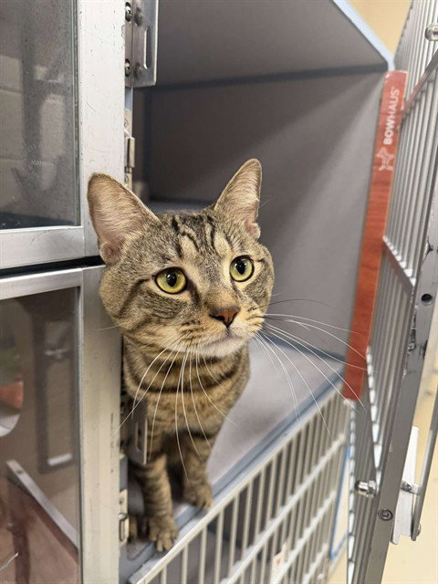 SPARKLE, Adult Domestic Short Hair (medium coat), cat for adoption in Pittsburgh, Pennsylvania