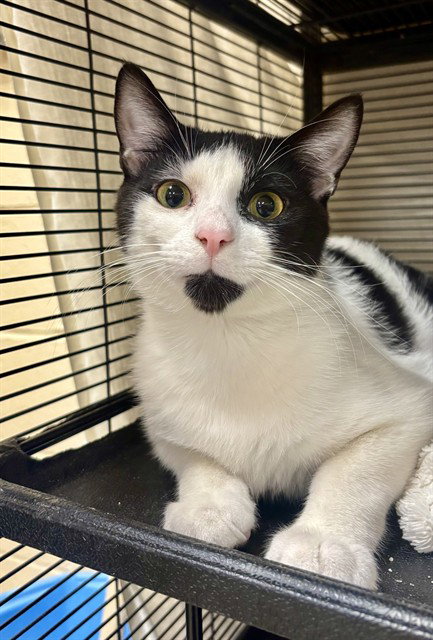 HOLMES, Adult Domestic Short Hair (medium coat), cat for adoption in Aliquippa, Pennsylvania