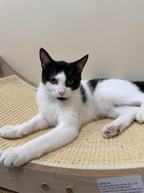 picture of the cat needing adoption