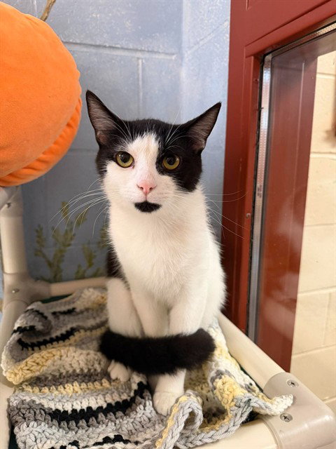 HOLMES, a cat for adoption from Beaver County Humane Society