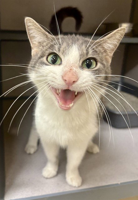 PURRSEPHONE, Adult Domestic Short Hair (medium coat), cat for adoption in Aliquippa, Pennsylvania