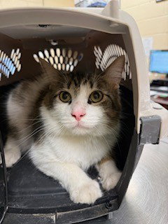 ROCKY, Adult Domestic Short Hair (medium coat), cat for adoption in Aliquippa, Pennsylvania