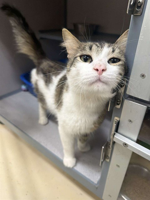ROCKY, Adult Domestic Short Hair (medium coat), cat for adoption in Pittsburgh, Pennsylvania