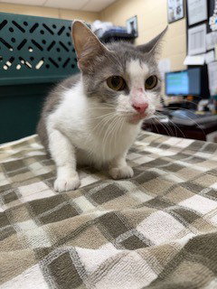 ADRIANNE, Adult Domestic Short Hair (medium coat), cat for adoption in Aliquippa, Pennsylvania