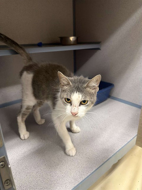 ADRIANNE, Adult Domestic Short Hair (medium coat), cat for adoption in Pittsburgh, Pennsylvania