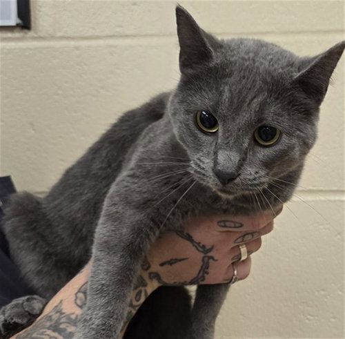 RIKKI, Young Domestic Short Hair (medium coat), cat for adoption in Aliquippa, Pennsylvania
