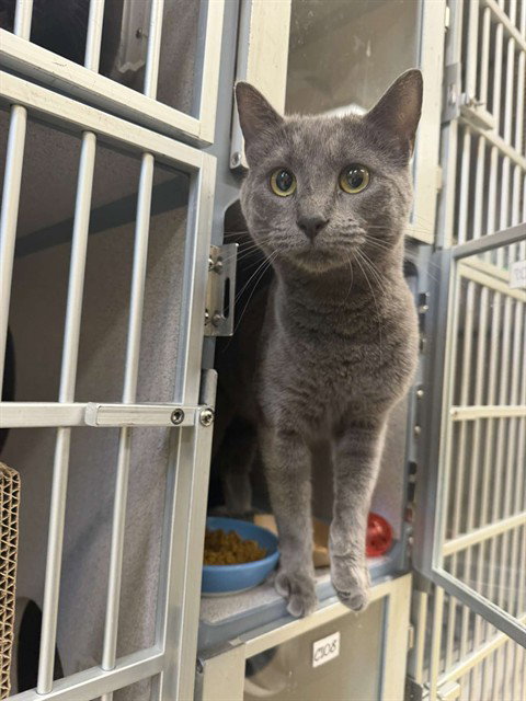 RIKKI, Young Domestic Short Hair (medium coat), cat for adoption in Pittsburgh, Pennsylvania