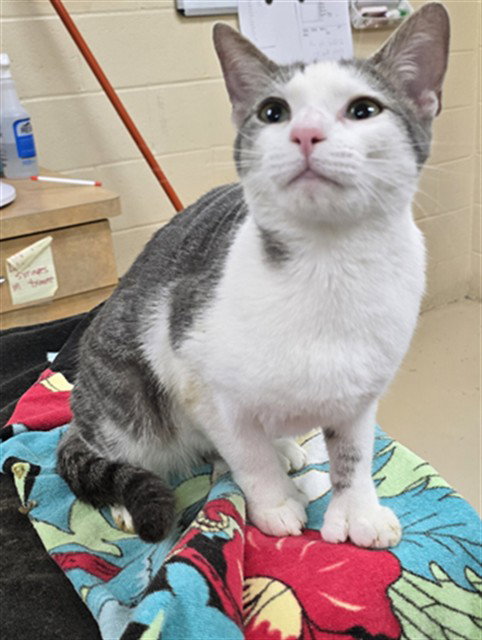 TIKKI, Young Domestic Short Hair (medium coat), cat for adoption in Aliquippa, Pennsylvania