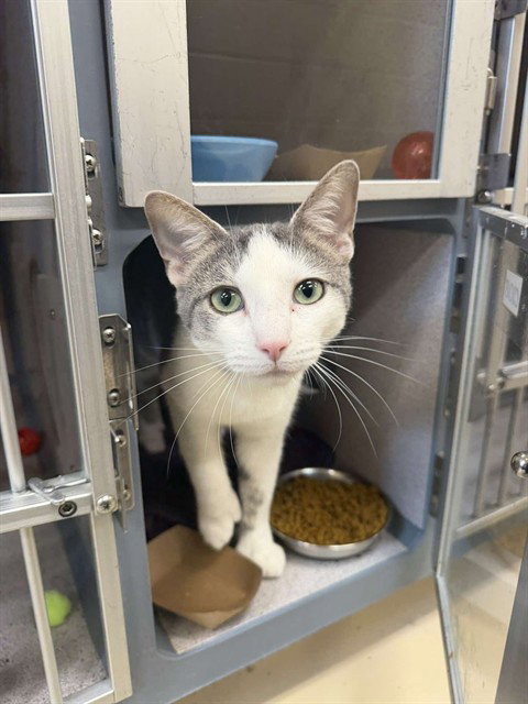 TIKKI, Young Domestic Short Hair (medium coat), cat for adoption in Pittsburgh, Pennsylvania