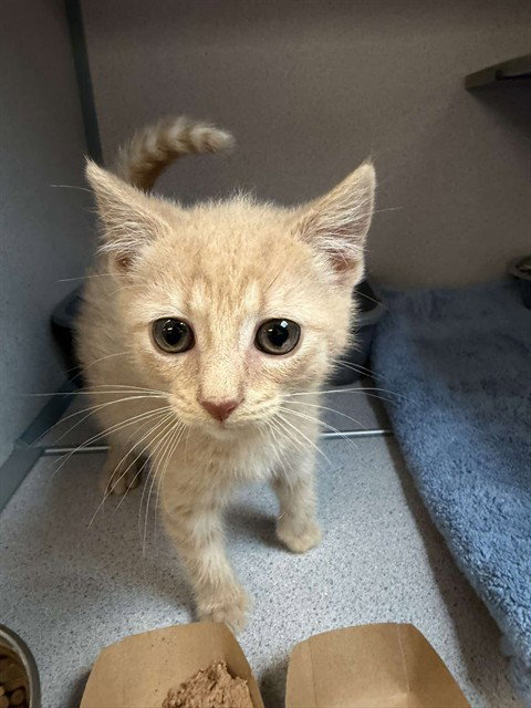 VLAD, Baby Domestic Short Hair (medium coat), cat for adoption in Pittsburgh, Pennsylvania