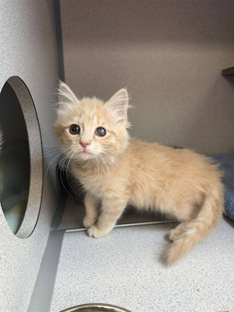 DEMI, Baby Domestic Medium Hair (medium coat), cat for adoption in Pittsburgh, Pennsylvania
