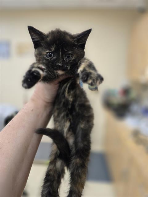 GRETEL, Baby Domestic Short Hair (medium coat), cat for adoption in Pittsburgh, Pennsylvania