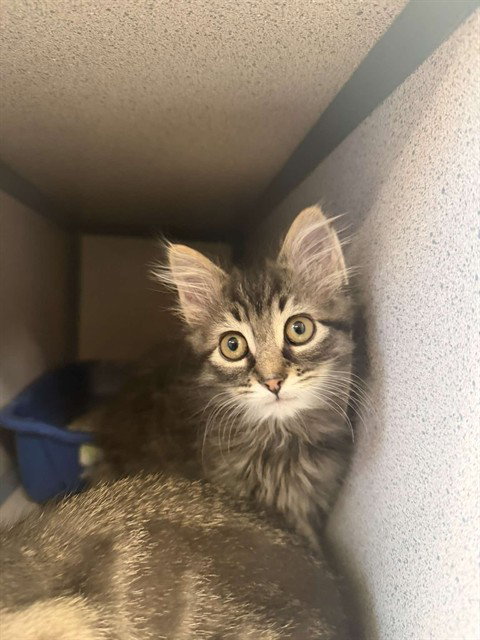 GUNTHER, Baby Domestic Short Hair (medium coat), cat for adoption in Pittsburgh, Pennsylvania