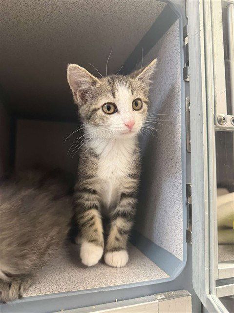 IMELDA, Baby Domestic Medium Hair (medium coat), cat for adoption in Pittsburgh, Pennsylvania